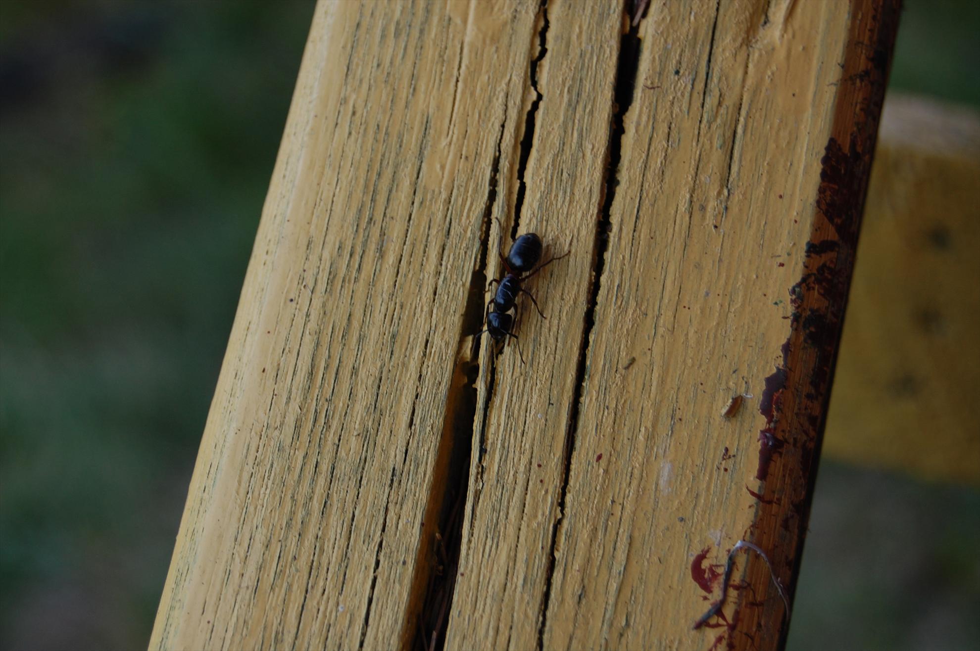 My new passion...1 - 31.JPG